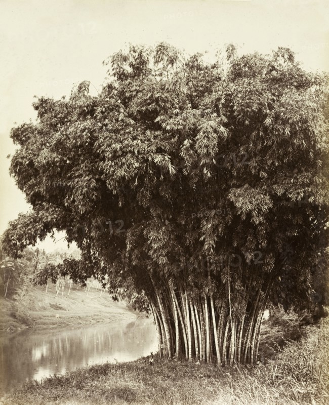 Giant bamboo, Ceylon. A giant bamboo (Dendrocalamus giganteus Wall. Ex Munro), growing on the banks of the Mahaweli River at Peradeniya Botanic Gardens. A man stands next to the plant, dwarfed by its gigantic size. Kandy, Ceylon (Sri Lanka), circa 1885. Kandy, Central (Sri Lanka), Sri Lanka, Southern Asia, Asia.