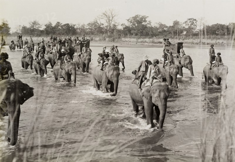 Crossing the river on elephants. A royal hunting party, hosted by the Maharajah of Nepal for King George V, crosses a river on elephants in Chitwan Valley. Narayani, Nepal, circa 18 December 1911., Narayani, Nepal, Southern Asia, Asia.