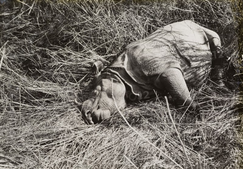 A rhinoceros shot by King George V. The carcass of a rhinoceros shot by King George V during a royal hunting trip to Chitwan Valley. Narayani, Nepal, circa 18 December 1911., Narayani, Nepal, Southern Asia, Asia.