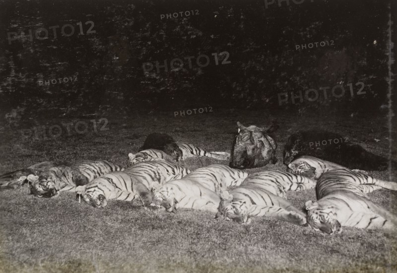 One day's bag'. A haul of animal carcasses, illuminated by torch light, includes the bodies of seven tigers and the head of a rhinoceros. The animals were all shot by King George V on a single day during a royal hunt in Chitwan Valley. Narayani, Nepal, circa 18 December 1911., Narayani, Nepal, Southern Asia, Asia.