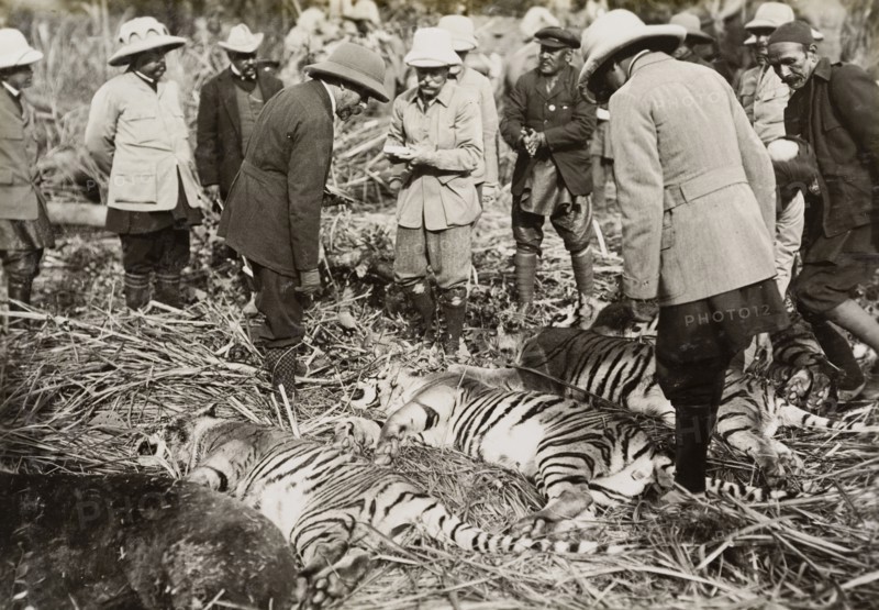 King George V inspects his bag. King George V (r.1910-36) inspects four tigers and a rare Himalayan bear that he has shot during a royal hunt in Chitwan Valley. Narayani, Nepal, 21 December 1911., Narayani, Nepal, Southern Asia, Asia.