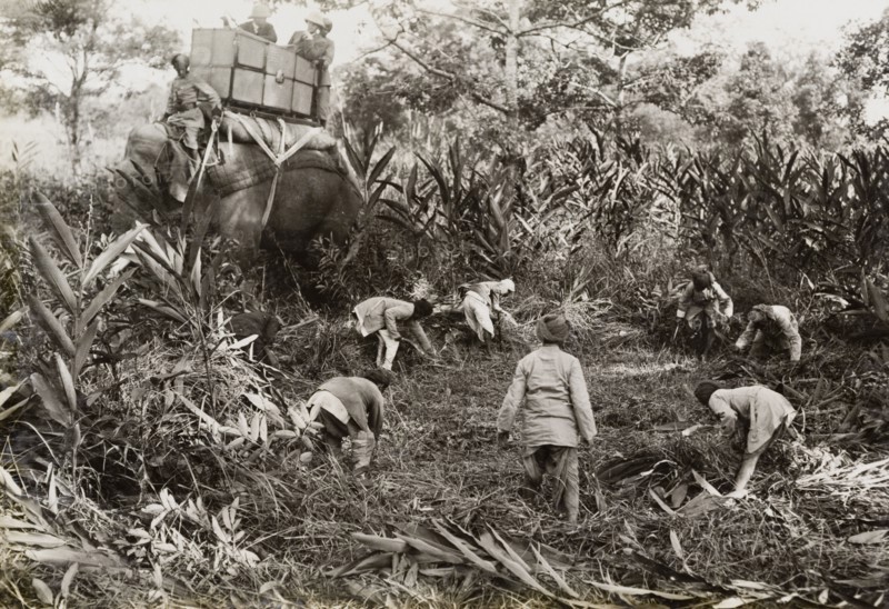 Clearing space for a royal lunch. King George V (r.1910-36) sits on the back of an elephant, watching as a number of Indian servants clear a space in the jungle for his royal hunting party to eat lunch. The King travelled to Nepal to hunt in Chitwan Valley following his Coronation Durbar in Delhi. Narayani, Nepal, circa 20 December 1911., Narayani, Nepal, Southern Asia, Asia.