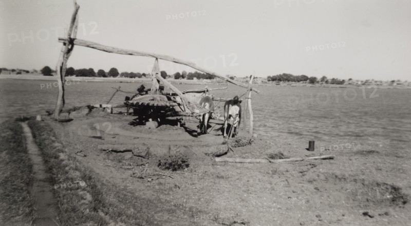 Irrigation by 'sagia'. Two harnessed bullocks walk in circles as they power a 'sagia' or animal-operated water wheel. This was one of several private pump schemes encouraged by the Sudanese government, which aimed to address irrigation problems caused by the construction of the Jebel Aulia Dam across the White Nile River. Umm Gerr, Sudan, circa 1945. Umm Gerr, Blue Nile, Sudan, Eastern Africa, Africa.