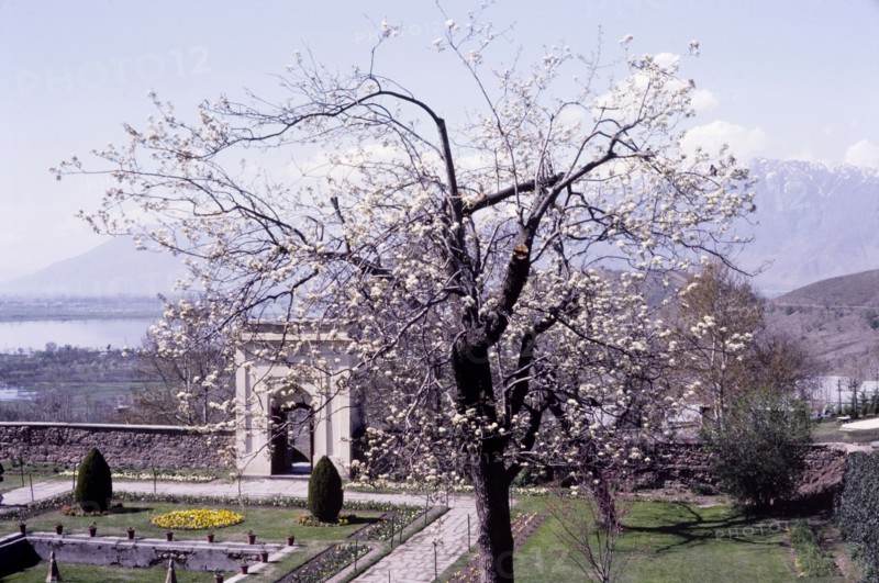 The Chashma Shahi Mughal gardens. A blossom tree in the Chashma Shahi Mughal gardens partially obscures the view across Dhal Lake. Srinagar, India, circa 1976. Srinagar, Jammu and Kashmir, India, Southern Asia, Asia.