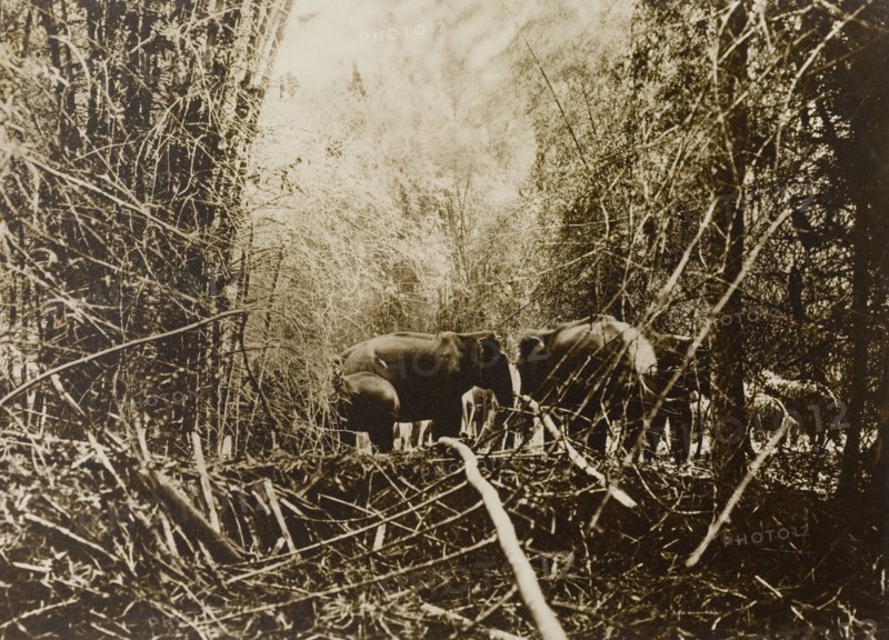 Beginning of the drive. A small herd of wild Asian elephants (Elephas maximus) gather in a Kakankota Forest clearing at the beginning of a hunting drive. These animals were later captured by the hunting party, which was led by the Maharajah of Mysore. Karnataka, India, 1909., Karnataka, India, Southern Asia, Asia.
