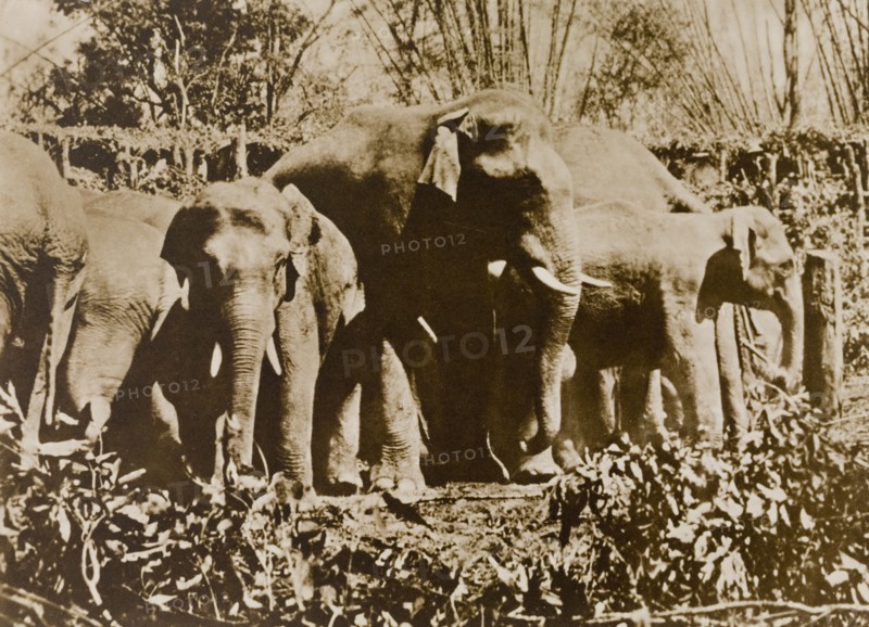 Suspicious herd. A small herd of wild elephants watches with suspiscion as hunters try to lure them into a trap using 'koomkees' (tame elephants). The hunting party that later captured these animals was led by the Maharajah of Mysore. Karnataka, India, 1909., Karnataka, India, Southern Asia, Asia.