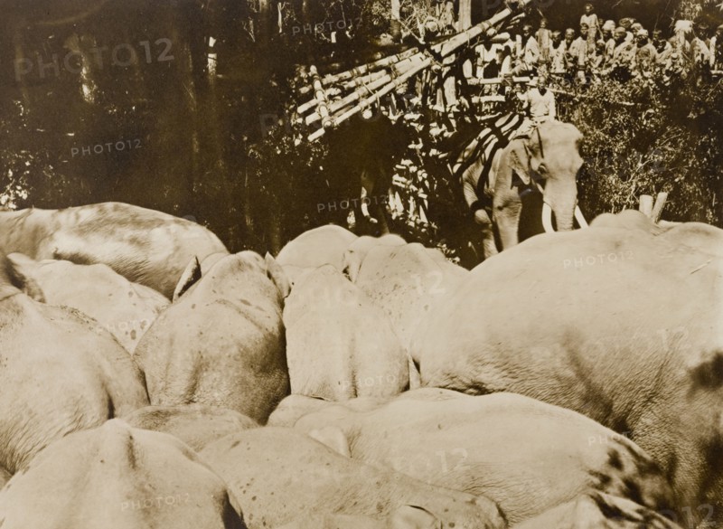A 'koomkee' enters the stockade. A 'koomkee' (tame elephant) enters a stockade containing a newly impounded herd of wild elephants, captured in the Kakankota Forests by the Maharajah of Mysore's hunting party. Karnataka, India, 1909., Karnataka, India, Southern Asia, Asia.