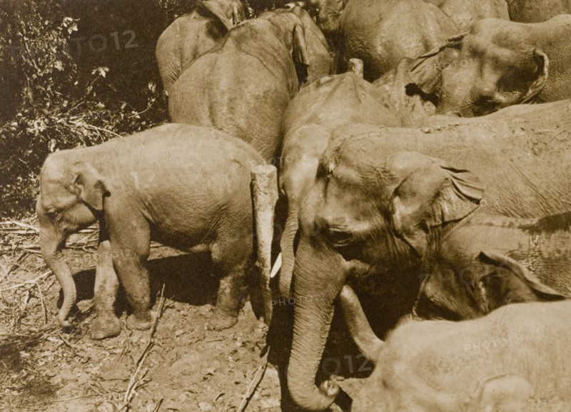 Captured herd. Wild elephants wait in a stockade shortly after their capture from the the Kakankota Forests by the Maharajah of Mysore's hunting party. Karnataka, India, 1909., Karnataka, India, Southern Asia, Asia.