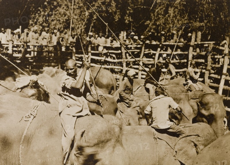 Koomkees' at work. Koomkees' (tame elephants) and their mahouts (elephant handlers) attempt to separate and restrain a newly impounded herd of wild elephants within a stockade. The herd was captured in the Kakankota Forests by the Maharajah of Mysore's hunting party. Karnataka, India, 1909., Karnataka, India, Southern Asia, Asia.