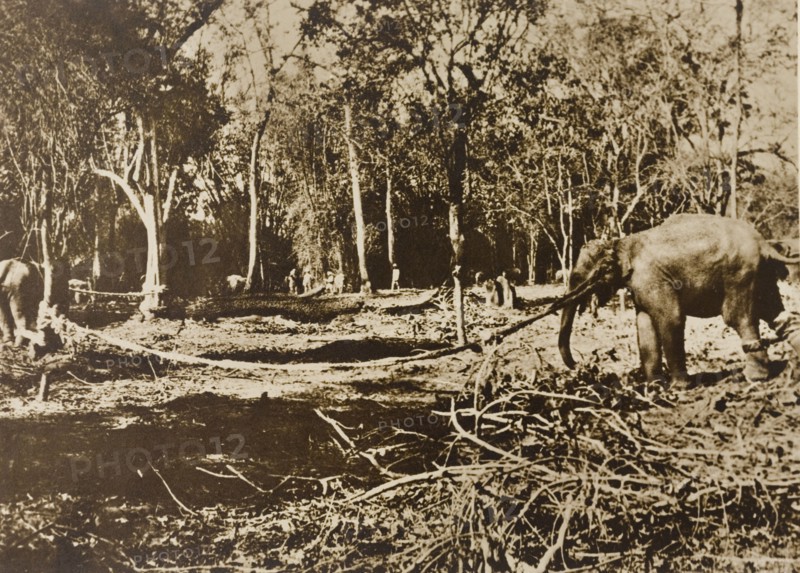 Tethered elephants. Several wild elephants are tethered to trees in a jungle clearing, captured by the Maharajah of Mysore's hunting party in the Kakankota Forests. Karnataka, India, 1909., Karnataka, India, Southern Asia, Asia.