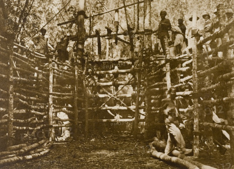 The stockade gate. The gate to a fortified stockade, built to contain a herd of wild elephants captured during a hunt led by the Maharajah of Mysore in the Kakankota Forests. Karnataka, India, 1909., Karnataka, India, Southern Asia, Asia.