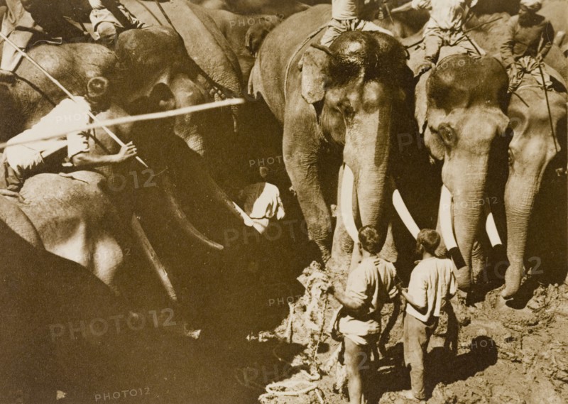 Restraining a single 'tusker'. Koomkees' (tame elephants) and their mahouts (elephant handlers) attempt to restrain a wild elephant contained within a stockade. This animal is part of a wild herd captured in the Kakankota Forests by the Maharajah of Mysore's hunting party. Karnataka, India, 1909., Karnataka, India, Southern Asia, Asia.