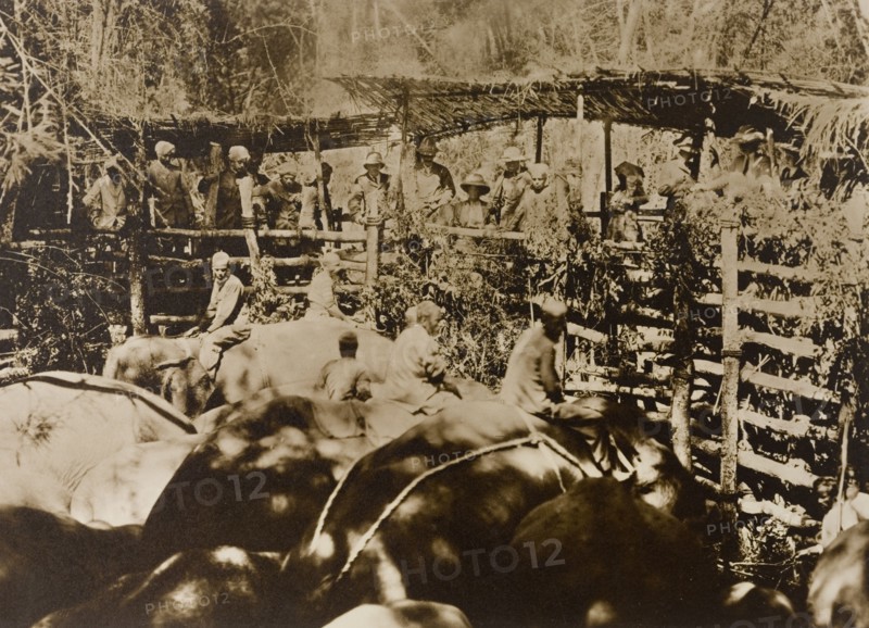 Maharajah and guests at the stockade. The Maharajah of Mysore (Krishna Raja Wadiyar IV, 1884-1940) and his guests, Lord and Lady Minto, watch as a herd of wild elephants captured in the Kakankota Forests are restrained in a stockade beneath them. Karnataka, India, 1909., Karnataka, India, Southern Asia, Asia.