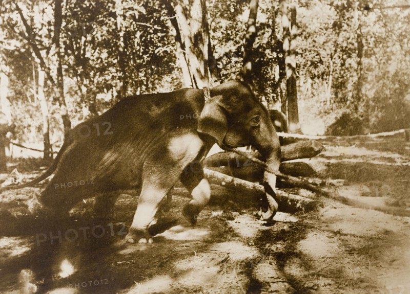 A long and a strong pull'. A newly captured wild elephant tries desperately to free itself from restraints that tether it to trees in a jungle clearing. This animal is part of a wild herd captured in the Kakankota Forests by the Maharajah of Mysore's hunting party. Karnataka, India, 1909., Karnataka, India, Southern Asia, Asia.
