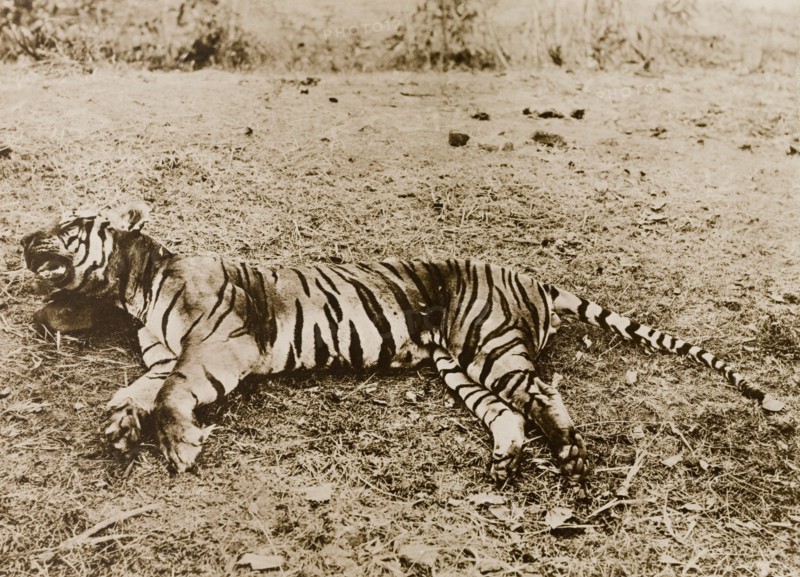 Tiger shot by Lady Eileen Elliot. The carcass of a tiger, shot by Lady Eileen Elliot on a hunt in the Heggaddevankote Forest. Lady Elliot killed this animal whilst out hunting with Lady Minto and the Countess of Antrim, all guests of the Maharajah of Mysore. Karnataka, India, 1909., Karnataka, India, Southern Asia, Asia.