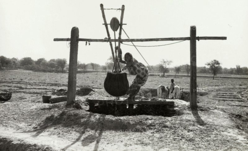 Cattle drawing water, India. An Indian woman steadies a leather bag full of water as it is hoisted from an underground well by two cattle. India, circa 1940. India, Southern Asia, Asia.