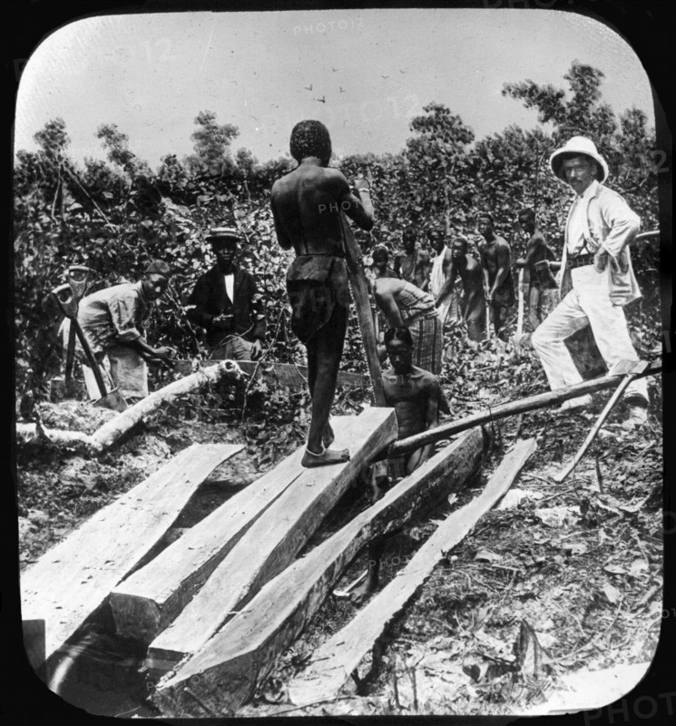 A European supervisor oversees a group of Congolese slaves as they work splitting timber in a forest. Congo Free State (Democratic Republic of Congo), circa 1905