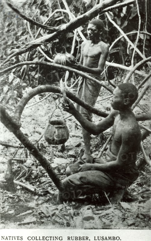 Congolese slaves tapping latex. Two male slaves tap rubber trees for latex on a colonial plantation operating under King Leopold II's terror regime. Lusambo, Congo Free State (Democratic Republic of Congo), circa 1905. Lusambo, Kasai Oriental, Congo, Democratic Republic of, Central Africa, Africa.