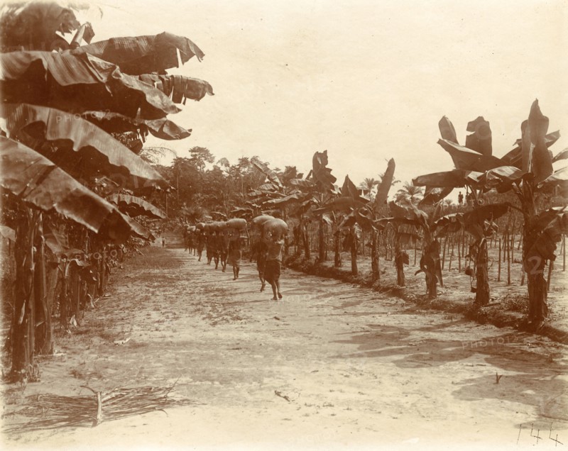 Transporting cocoa. A group of slaves on a cocoa plantation transport sacks of harvested cacao pods on their heads. The workers were enslaved under King Leopold II's terror regime. Congo Free State (Democratic Republic of Congo), circa 1905. Congo, Democratic Republic of, Central Africa, Africa.