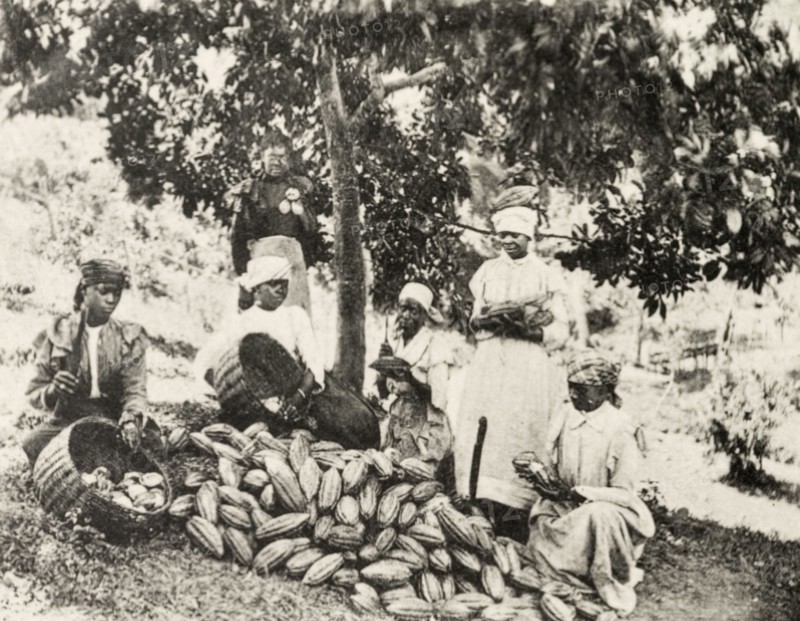 Pulping cocoa', Jamaica. A group of Jamaican women work their way through a pile of harvested cacao pods, cracking them open with machetes to extract the beans and pulp inside. Jamaica, circa 1905. Jamaica, Caribbean, North America .