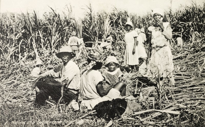 Sugar cane workers, St Kitts. Families of workers harvest sugar cane on a plantation in the British West Indies. An original caption comments: "The heat here is severe. It is pretty hard on (the workers) the long continued strain under tropical sun". St Christopher (St Kitts), circa 1930. St Kitts and Nevis, Caribbean, North America .