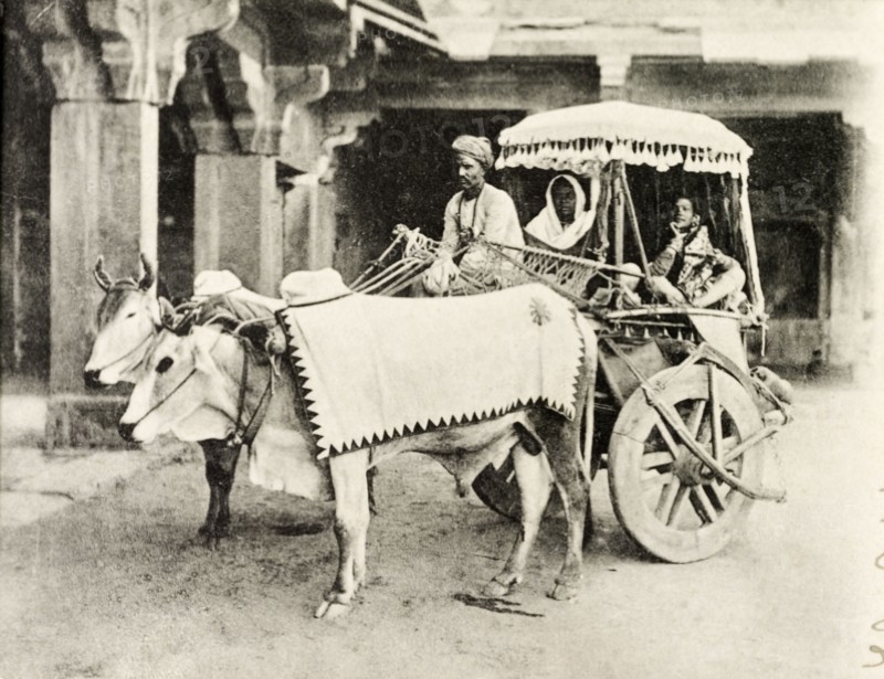 A cattle-drawn ekka. Two cattle are tethered to a covered ekka (small carriage) containing passengers. Punjab, India, circa 1900., Punjab, India, Southern Asia, Asia.
