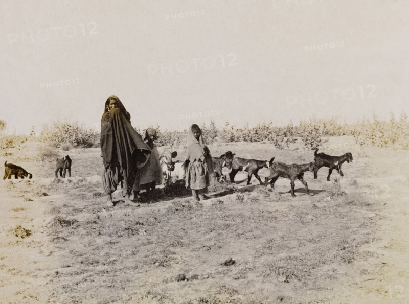 Goat herding in India. An Indian woman wearing a wraparound cloak is accompanied by two young children as she drives a herd of goats across a field. Sukkur, Sind, India (Sindh, Pakistan), circa 1908. Sukkur, Sindh, Pakistan, Southern Asia, Asia.