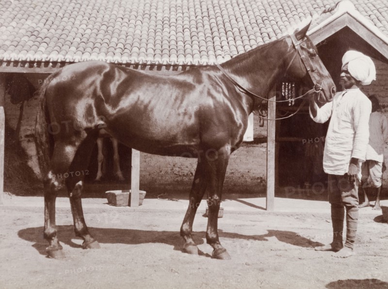 Indian 'syce' with a horse. An Indian 'syce' (hostler) poses in profile, holding the reins of a sleek, well-groomed horse outside farm stables in Karachi. Karachi, Sind, India (Sindh, Pakistan), circa 1910. Karachi, Sindh, Pakistan, Southern Asia, Asia.
