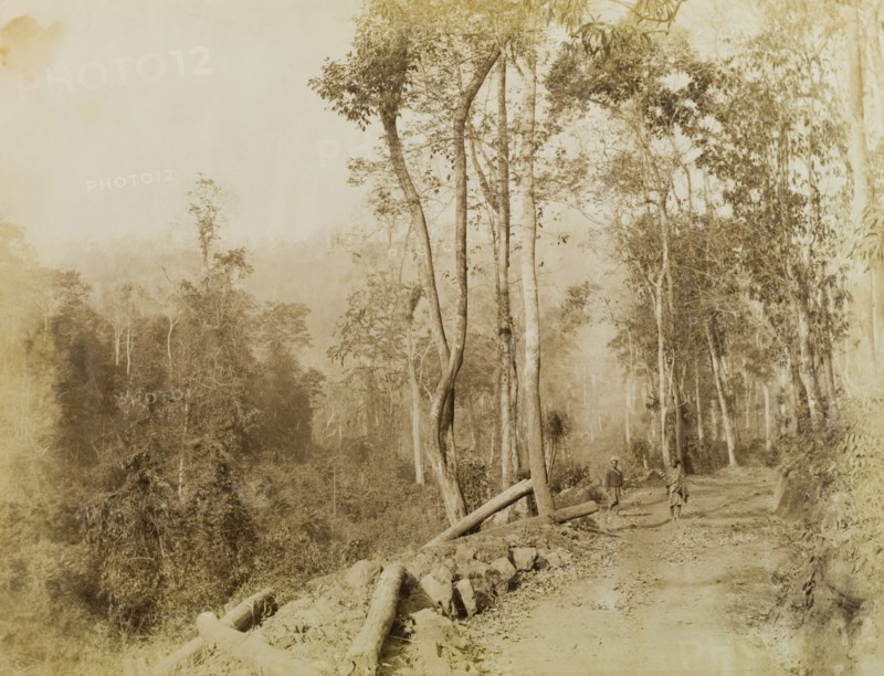 The Morgandine Pass. Trees line a rough track at the Morgandine Pass. Timbers lying beside the path suggest evidence of logging activity. Burma (Myanmar), circa 1891. Burma (Myanmar), South East Asia, Asia.