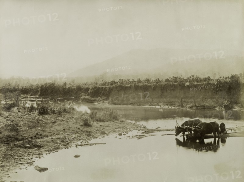 Transporting bamboo at Wuntho. Two bullocks, harnessed together by a wooden yoke, haul a bundle of bamboo canes across a shallow river. Their master keeps his feet dry by hitching a lift upon the load. Wuntho, Burma (Myanmar), circa 1891. Burma (Myanmar), South East Asia, Asia.