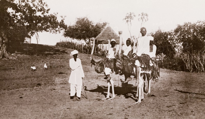 Riding ostriches at Wad Madani. Four Sudanese men and boys ride ostriches at Wad Madani, guided along a dirt road by a fifth man. Wad Madani, Sudan, circa 1910. Wad Madani, Al Jazirah, Sudan, Eastern Africa, Africa.