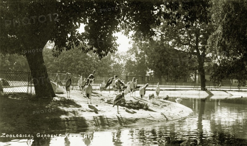 Storks in the Zoological Gardens of Karachi. Several storks preen themselves beside a pool inside an enclosure at the Zoological Gardens of Karachi. Karachi, India (Pakistan), circa 1910. Karachi, Sindh, Pakistan, Southern Asia, Asia.