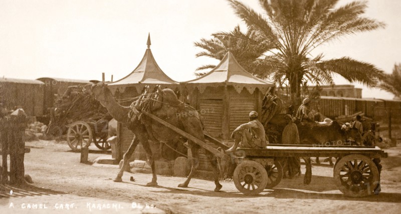 A camel cart in Karachi. A harnessed camel pulls an empty cart past several bullock-driven carts travelling in the other direction. Karachi, India (Pakistan), circa 1910. Karachi, Sindh, Pakistan, Southern Asia, Asia.