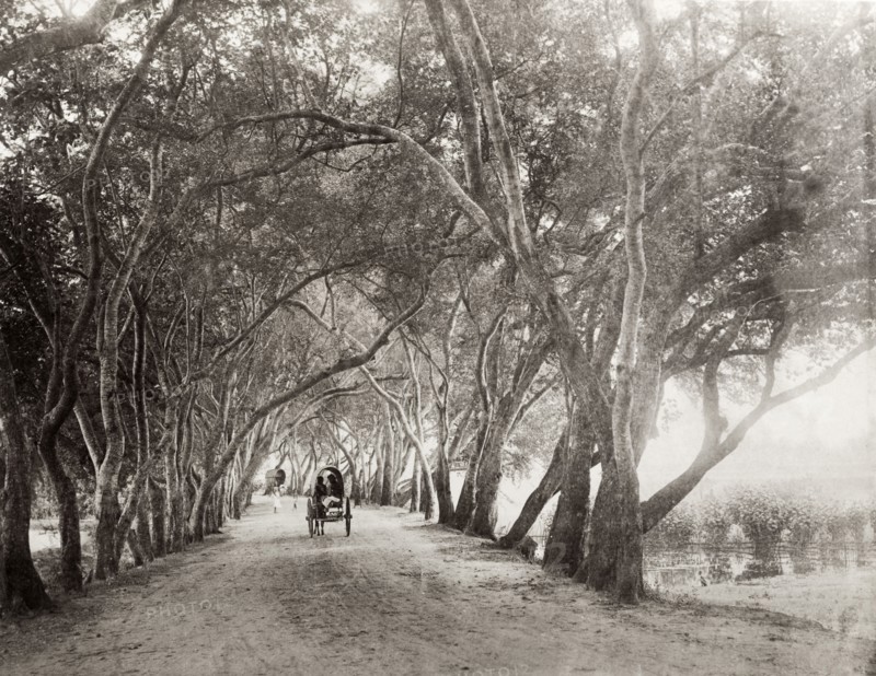 A rural road near Kandy. A small horse-drawn cart makes its way along an avenue of flame trees and well-watered fields. Near Kandy, Ceylon (Sri Lanka), circa March 1901., Central (Sri Lanka), Sri Lanka, Southern Asia, Asia.