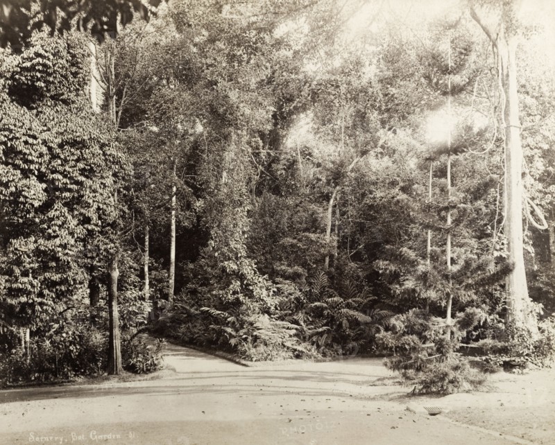Botanical gardens, Singapore. A fork in the path leads through trees and ferns in Singapore's botanical gardens. Singapore, Straits Settlements (Singapore), circa 1895. Singapore, Central (Singapore), Singapore, South East Asia, Asia.