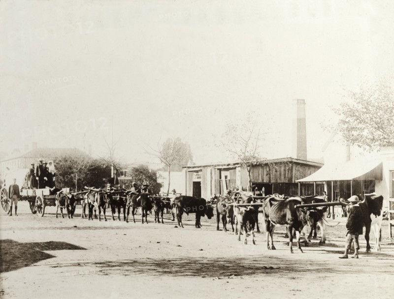 A cattle-drawn wedding procession, South Africa. A newly-wed African couple stand on the back of an open wagon as they are pulled along a street by a team of yoked cattle. Townspeople, including several white Afrikaners, come out of their houses to watch the procession as it passes. South Africa, circa 1895. South Africa, Southern Africa, Africa.