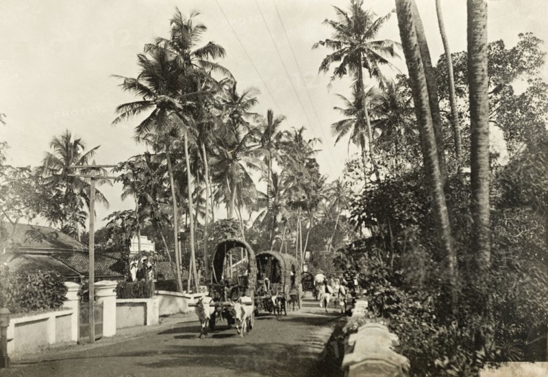 Cattle-drawn carts in Colombo. Covered carts drawn by pairs of yoked cattle process along a tree-lined road in the centre of Colombo. Colombo, Ceylon (Sri Lanka), circa 1901. Colombo, West (Sri Lanka), Sri Lanka, Southern Asia, Asia.