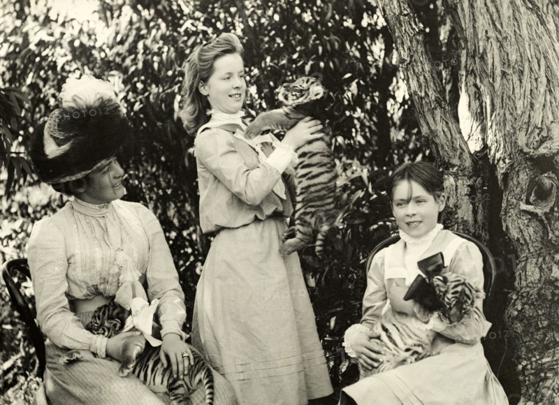 Playing with tiger cubs at Perth Zoo. Annie Lawley and her daughters, Ursula (middle) and Cecilia (right), play with tiger cubs at Perth Zoo. Perth, Australia, circa 1901. Perth, West Australia, Australia, Australia, Oceania.