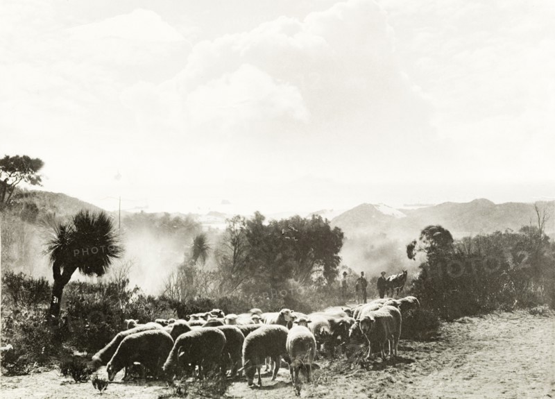 Grazing sheep on the coastal hills. A flock of sheep graze on whatever foliage is available in the arid landscape of the coastal hills. Western Australia, Australia, circa 1901., West Australia, Australia, Australia, Oceania.