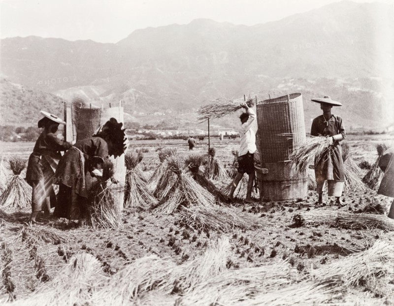 Harvesting rice by hand. Farm workers harvest a rice crop by hand, gathering the cut grass into sheaves before depositing it into tall, wicker baskets. China, circa 1905. China, People's Republic of, Eastern Asia, Asia.