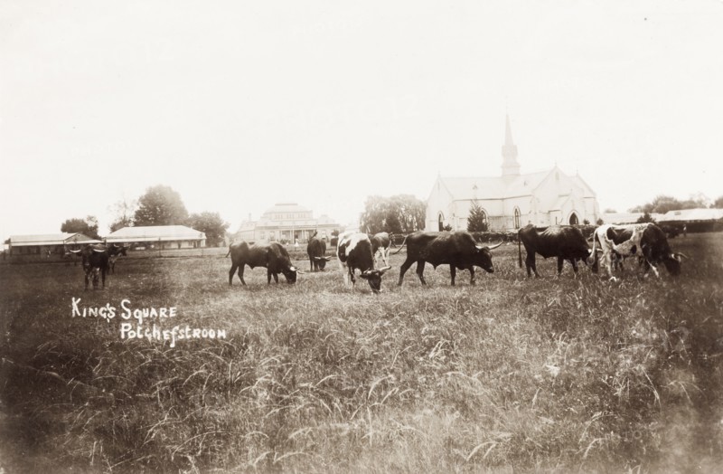 King's Square in Potchefstroom. View of King's Square in Potchefstroom. Cattle graze in a grassy field in front of a row of colonial buildings, including a large, spired church. Potchefstroom, South Africa, circa 1903. Potchefstroom, North West (South Africa), South Africa, Southern Africa, Africa.