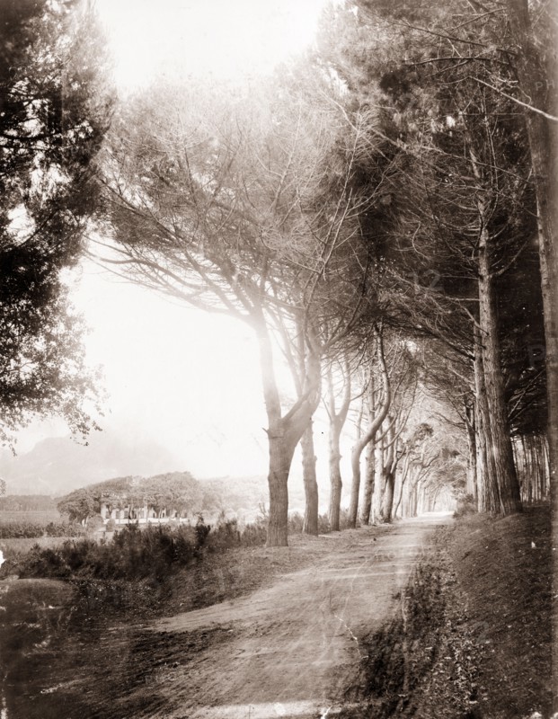 Avenue at Groote Schuur estate. View down a tree-lined avenue in the grounds of Groote Schuur estate. Cecil Rhodes' house can be seen in the distance, situated on the eastern slope of Devil's Peak. Cape Town, South Africa, circa 1900. Cape Town, West Cape, South Africa, Southern Africa, Africa.