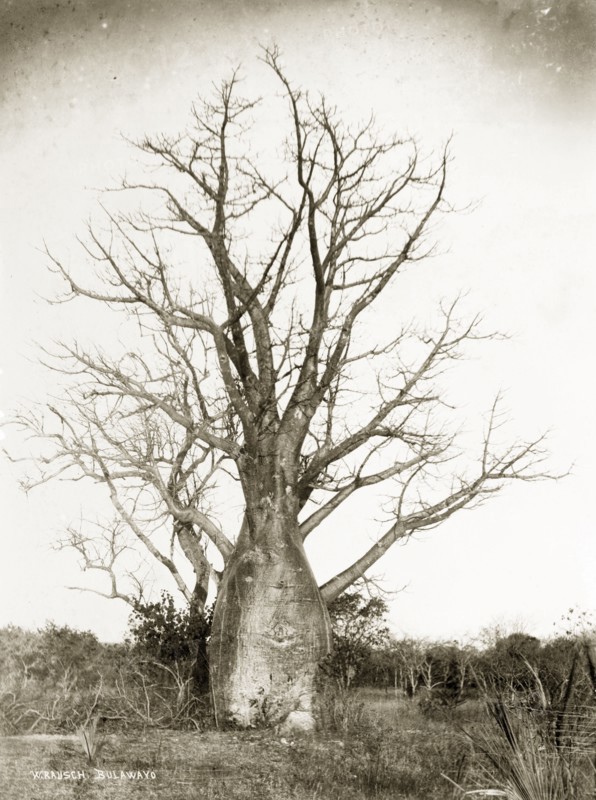 A Baobab tree. A tall Baobab tree (Adansonia digitata) with a swollen trunk, located near the Zambezi River. Rhodesia (Zimbabwe), circa 1897. Zimbabwe, Central Africa, Oceania.