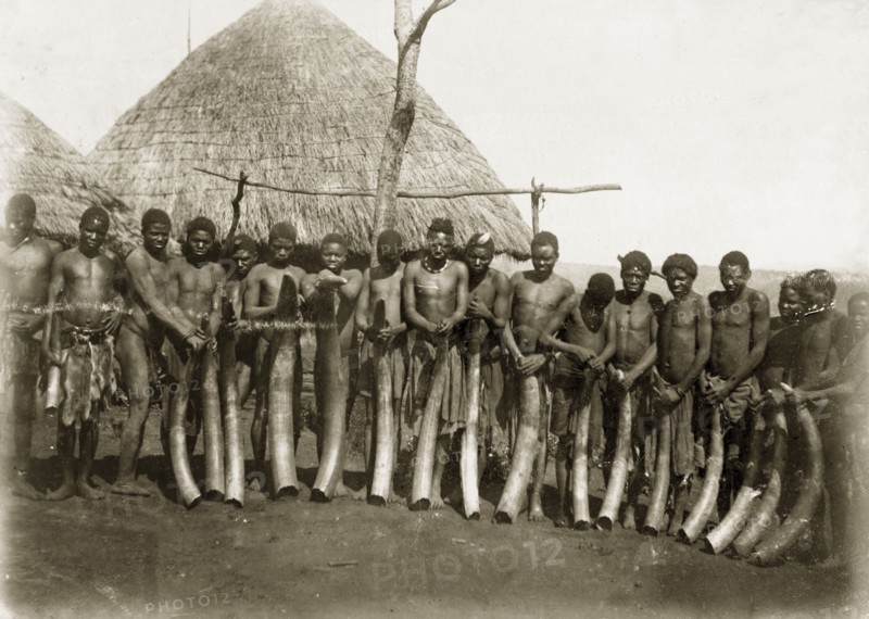 Ivory haul from Katanga. A line of African men pose for the camera, each holding a large elephant tusk. An original caption comments that the ivory came from Katanga in the Belgian Congo. Probably Rhodesia (Zimbabwe), circa 1897. Zimbabwe, Southern Africa, Africa.