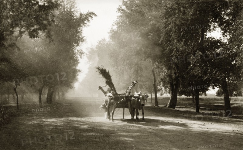 On the Grand Trunk Road'. Two cattle, harnessed to a laden cart, travel along a tree-lined section of the Grand Trunk Road, one of South Asia's oldest and longest major roads. North West Frontier Province, India (Pakistan), circa 1925., North West Frontier Province, Pakistan, Southern Asia, Asia.