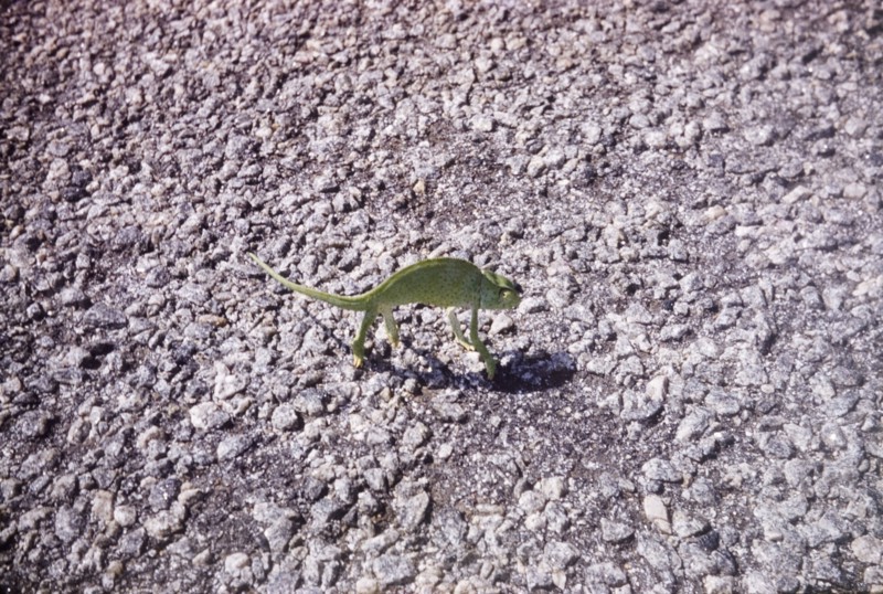 Chameleon on the Accra-Winneba Road. A chameleon takes a stroll on the Accra-Winneba Road. Central Region, Ghana, March 1960., Central (Ghana), Ghana, Western Africa, Africa.