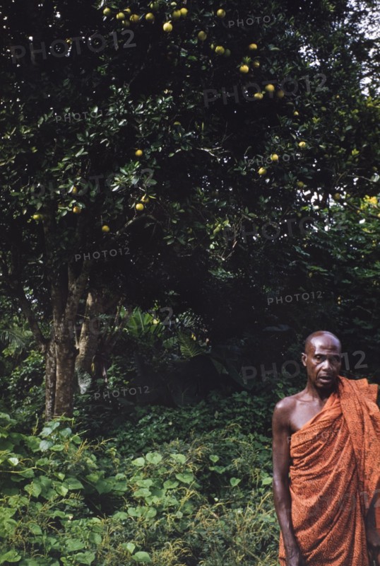 Posing beside an orange tree. A Ghanaian man wearing colourful robes poses for the camera beside an orange tree (Citrus sinensis). Probably Aburi, Ghana, circa 1960. Aburi, East (Ghana), Ghana, Western Africa, Africa.