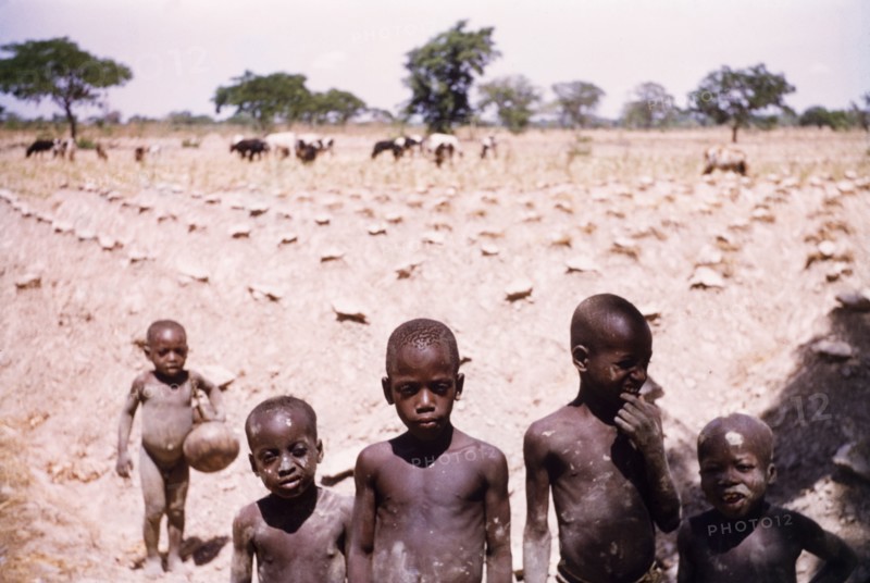 Cowherds in a yam field. Several young boys watch over cattle grazing in a cultivated yam field. Near Tamale, Ghana, circa 1961. Tamale, North (Ghana), Ghana, Western Africa, Africa.