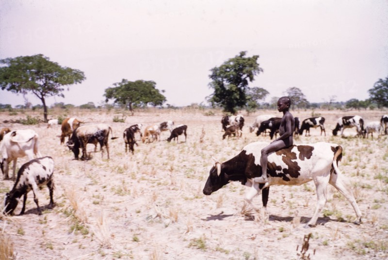 Riding one of the herd'. A young boy rides a spotted cow through a cultivated yam field as he watches over a herd of grazing cattle. Near Tamale, Ghana, circa 1961. Tamale, North (Ghana), Ghana, Western Africa, Africa.