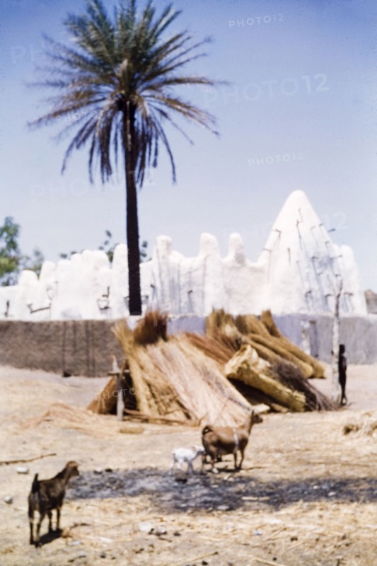 Mud mosque at Walewale. Goats roam free in an animal enclosure beside a painted mud mosque in Walewale. Ghanaian mud mosques borrow their design from those of Sudan, but take on a softer, rounder look due to Ghana's heavier rainfall and differing soil composition. The horizontal beams that support the mosque's roof and towers can be seen projecting through its outer wall. Walewale, Ghana, January 1958. Walewale, North (Ghana), Ghana, Western Africa, Africa.